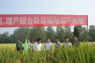 稻歡 水稻提質增產(chǎn)的守護者——生物農(nóng)藥技術創(chuàng)新與應用